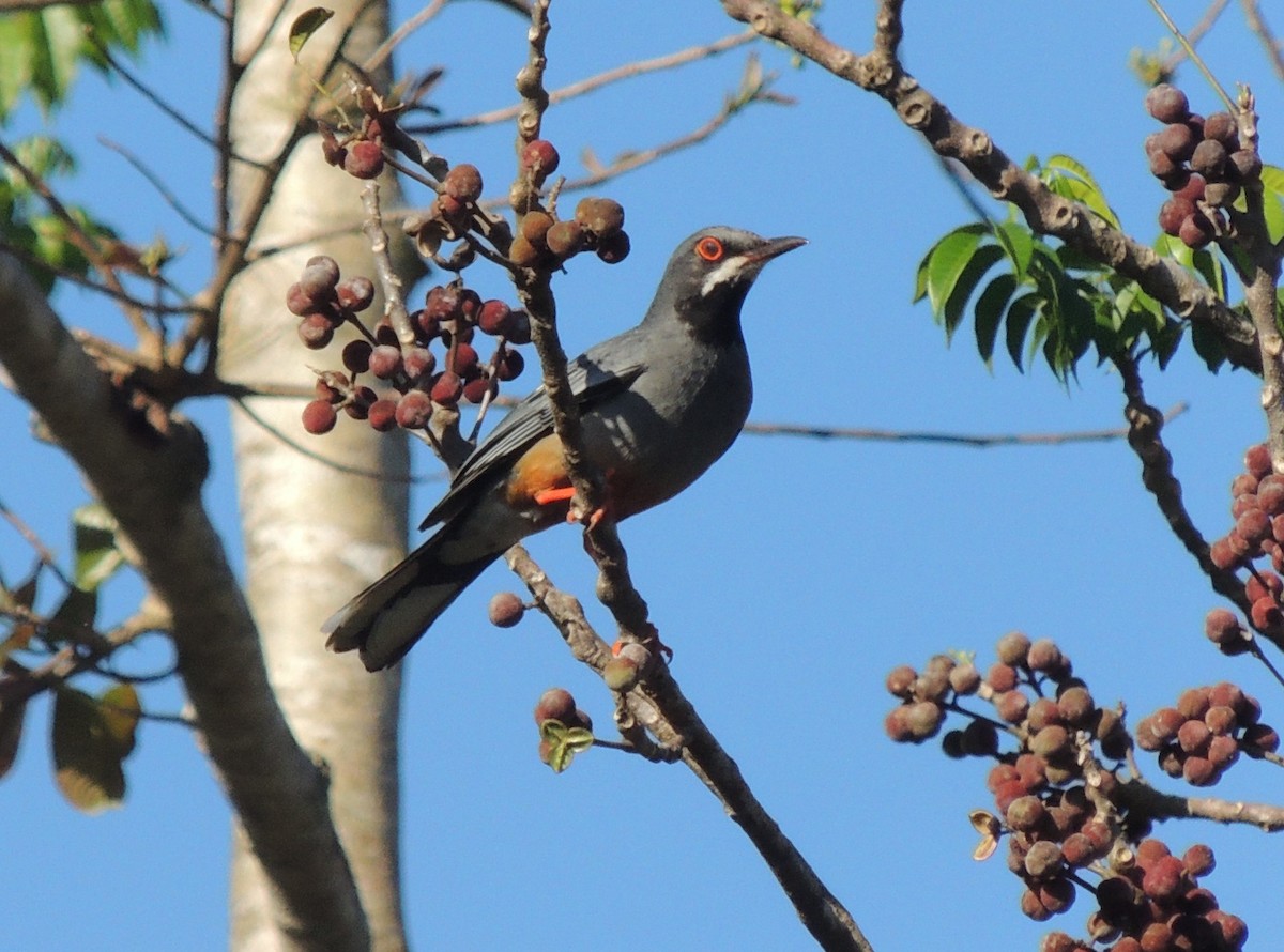 Red-legged Thrush (Cuban) - ML618206814