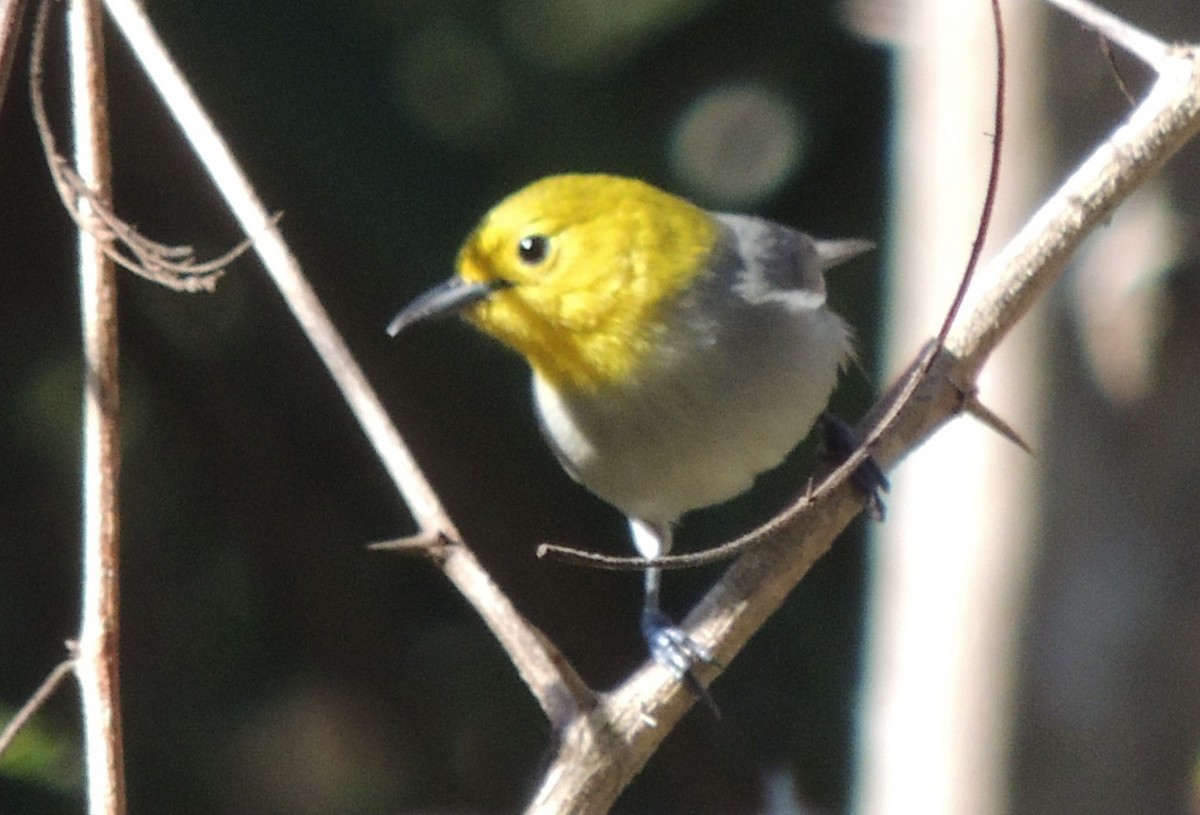 Yellow-headed Warbler - ML618206825