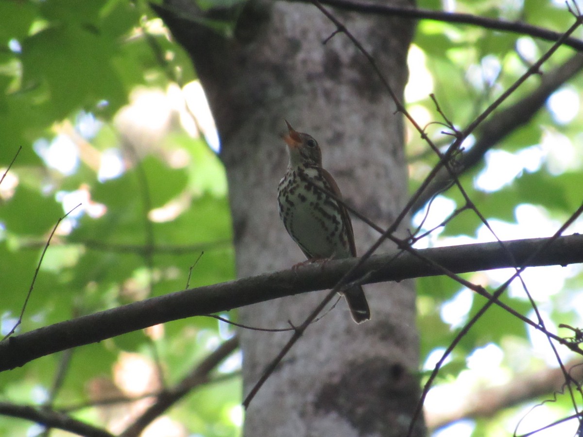 Wood Thrush - Caleb Bronsink