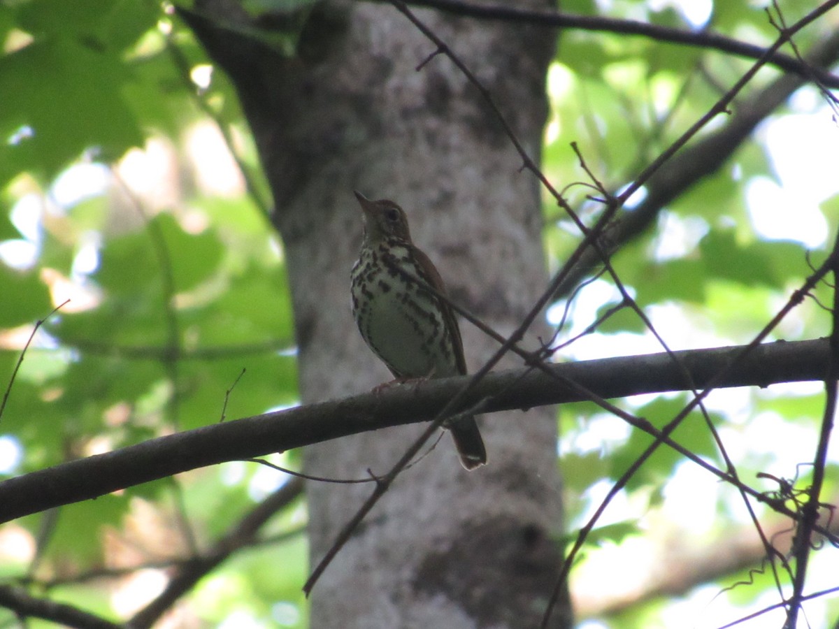 Wood Thrush - ML618206828