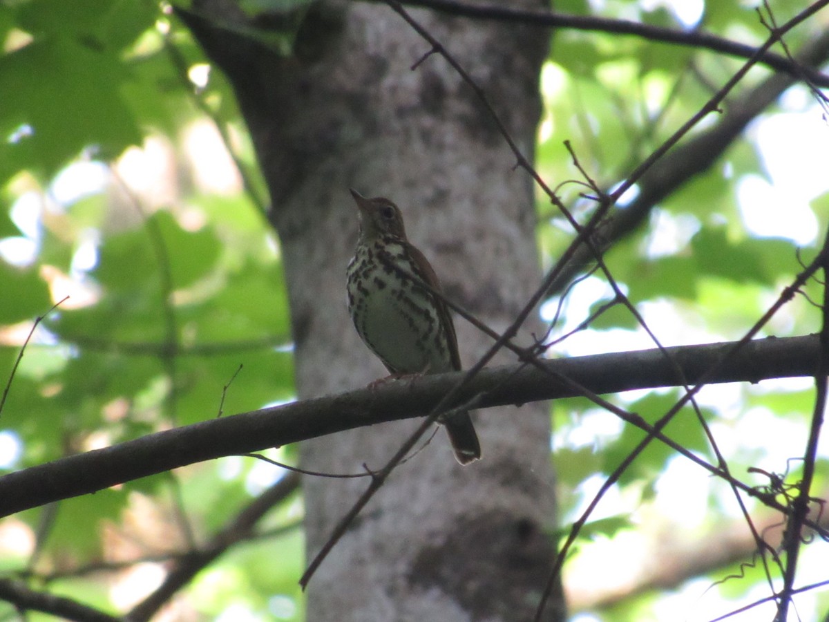 Wood Thrush - Caleb Bronsink