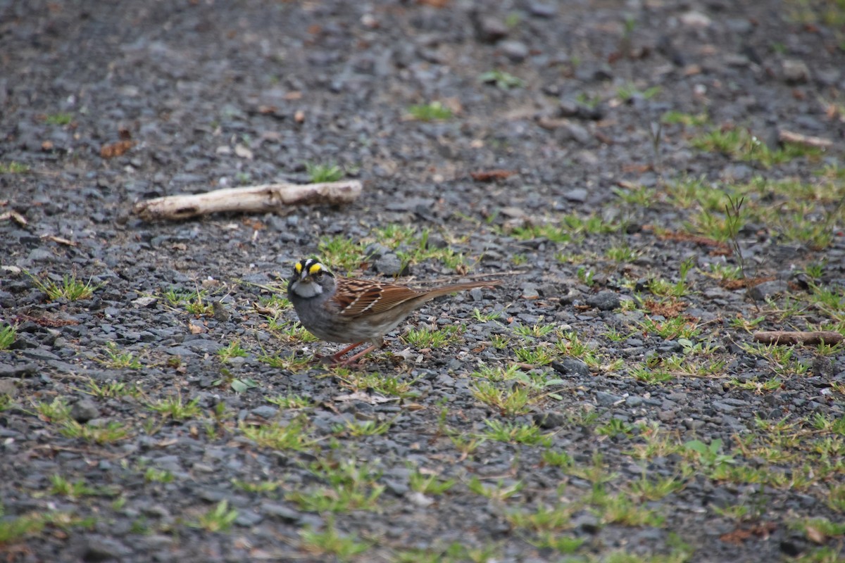 White-throated Sparrow - ML618206834