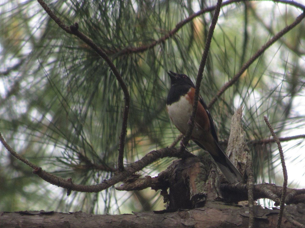 Eastern Towhee - ML618206853