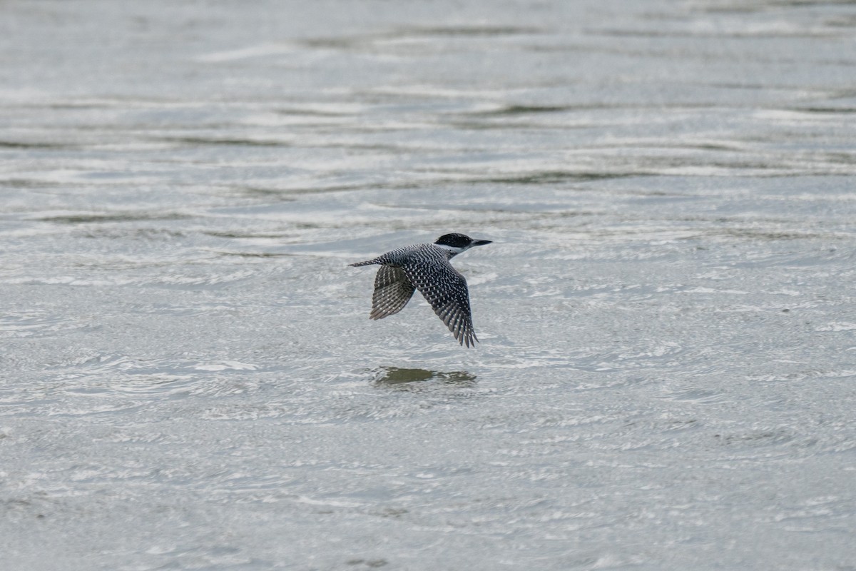 Crested Kingfisher - Kaiyuan Li