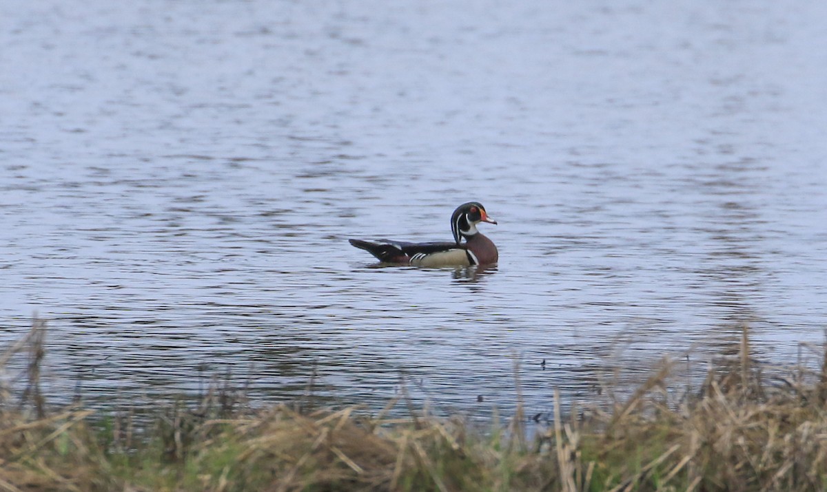 Wood Duck - Robert Dixon