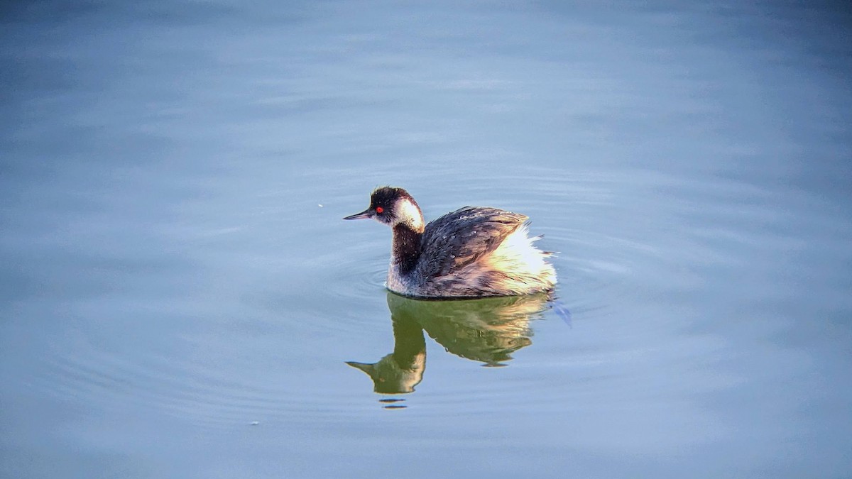 Eared Grebe - Dan Carpenter