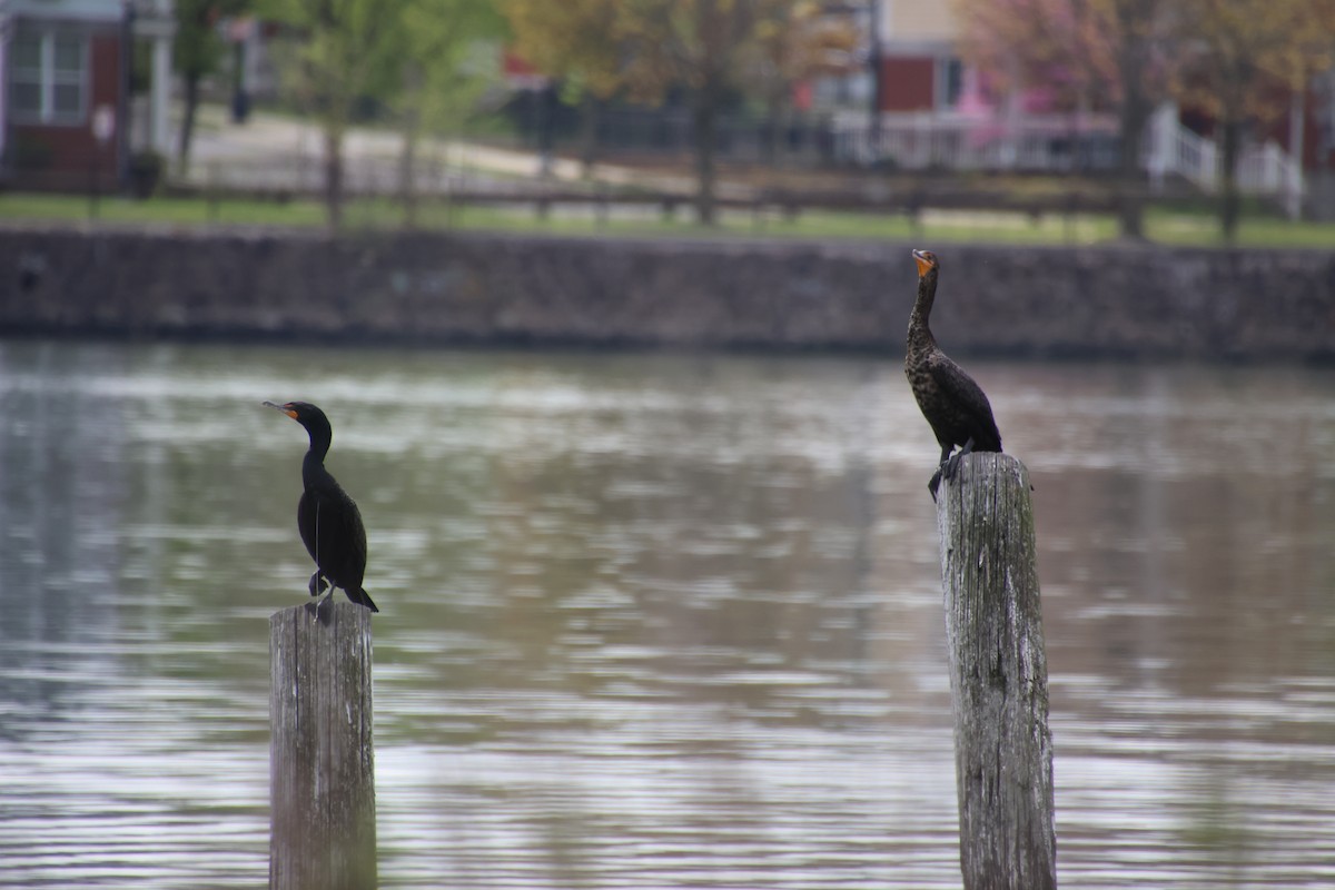 Double-crested Cormorant - ML618206909