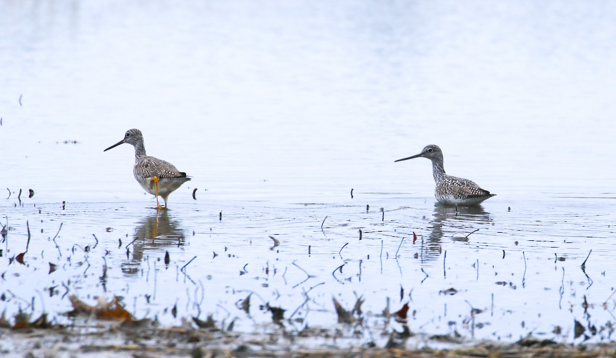 Greater Yellowlegs - Robert Dixon