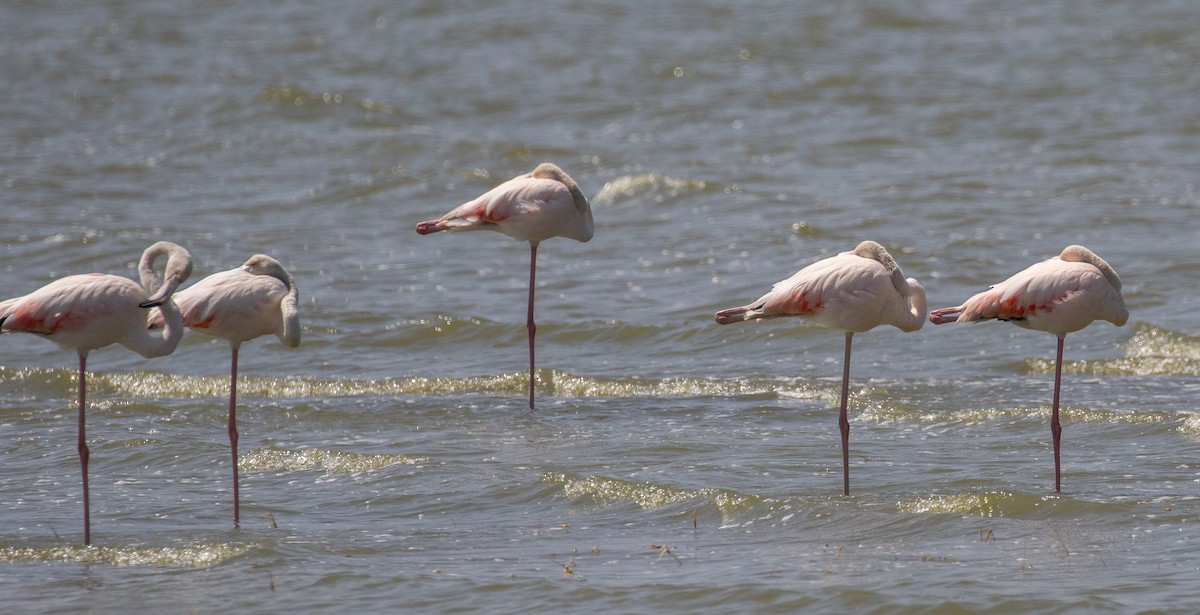 Greater Flamingo - ML618206932