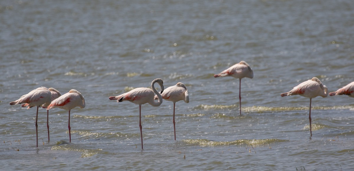 Greater Flamingo - ML618206933