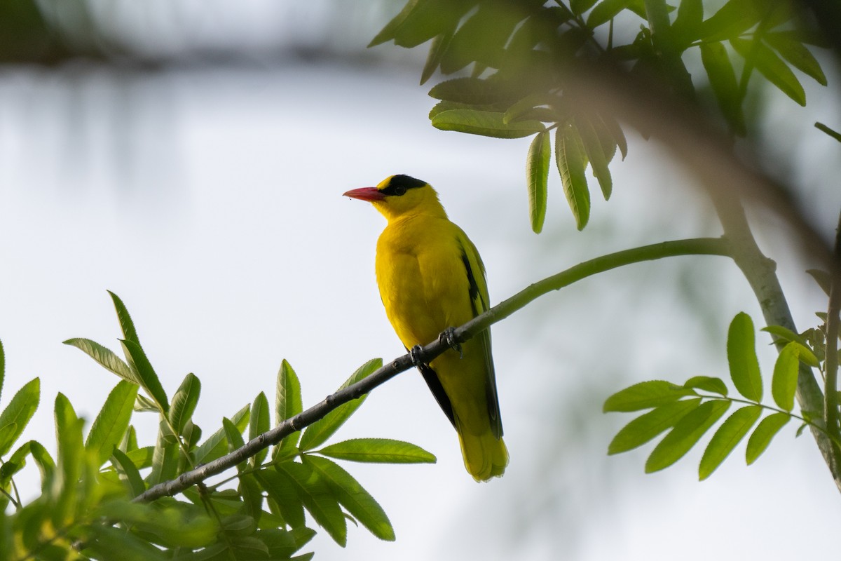 Black-naped Oriole - Kaiyuan Li