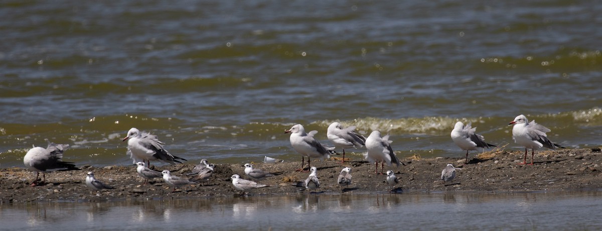 Gray-hooded Gull - ML618206990