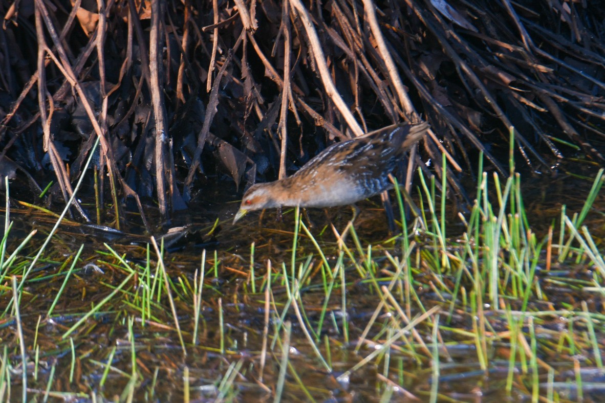 Baillon's Crake - amrit raha