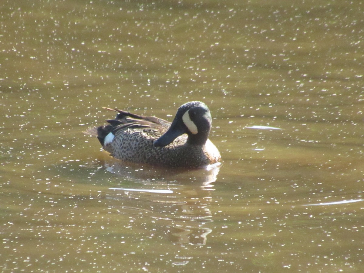 Blue-winged Teal - Caleb Bronsink