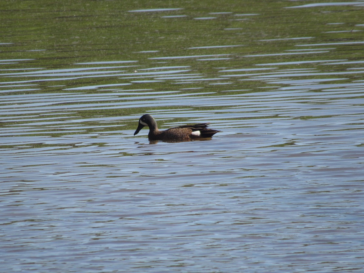 Blue-winged Teal - Caleb Bronsink