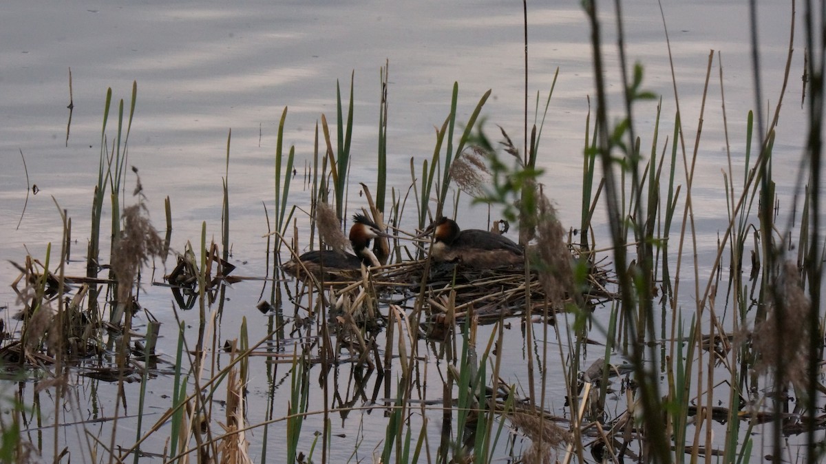 Great Crested Grebe - Александр Себежко