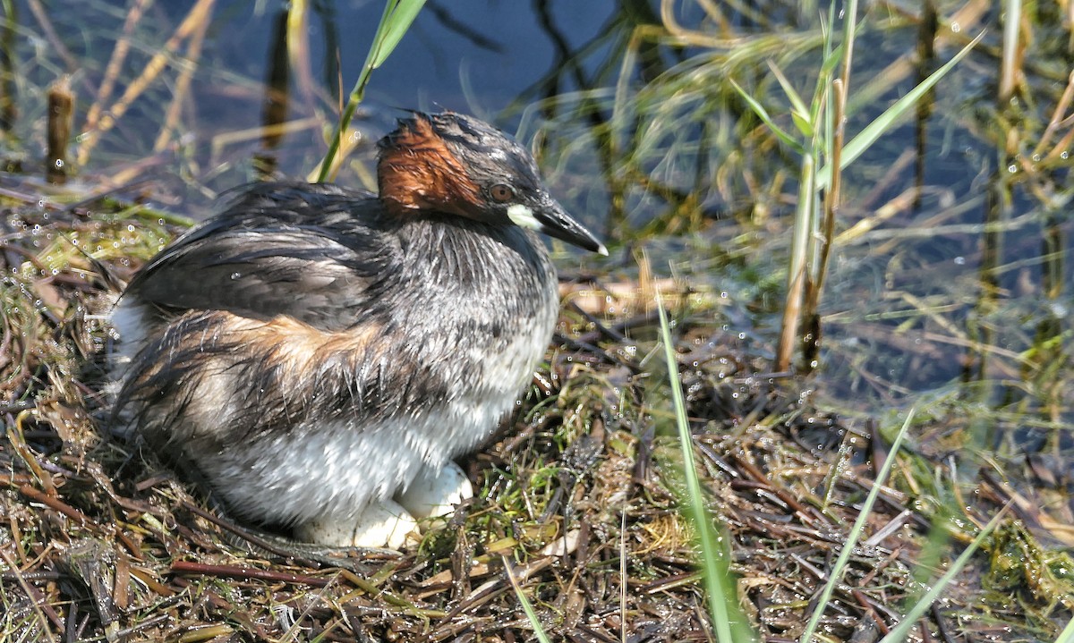 Little Grebe - Hubert Söhner