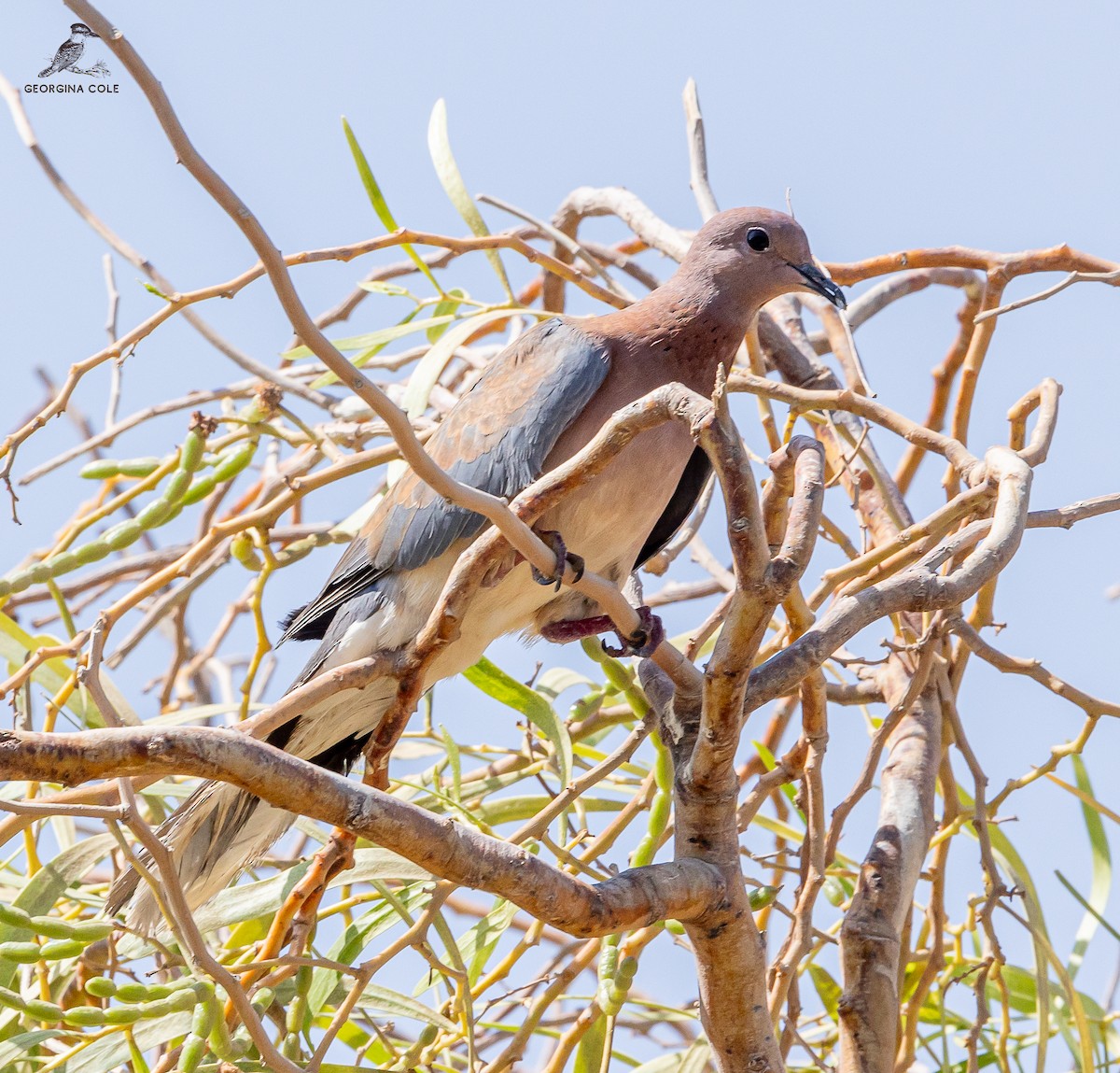 Tórtola Senegalesa - ML618207001