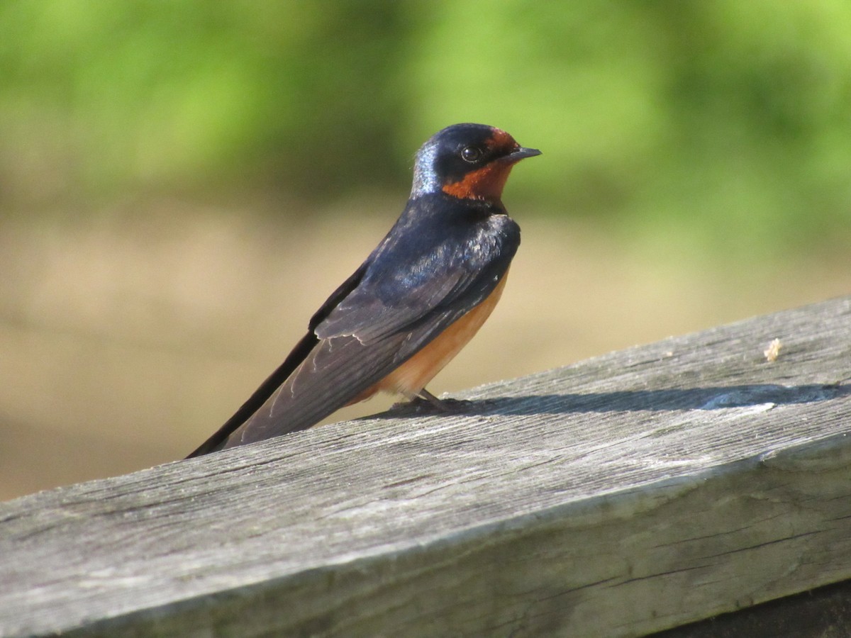 Barn Swallow - Caleb Bronsink