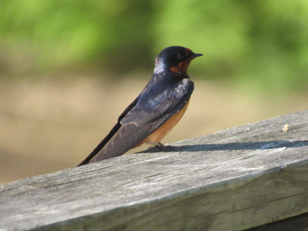 Barn Swallow - ML618207023