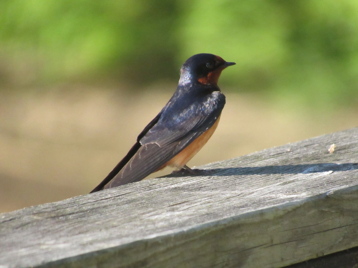 Barn Swallow - Caleb Bronsink