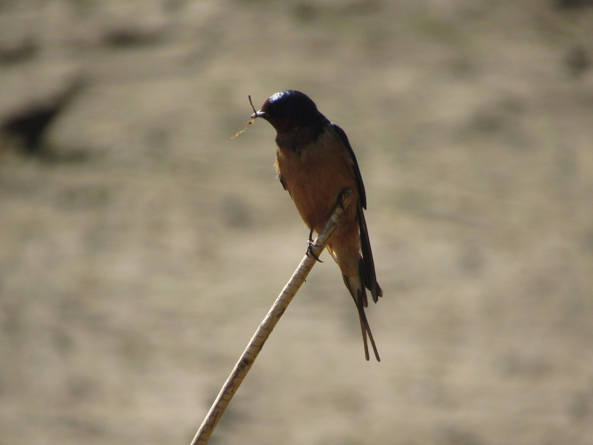 Barn Swallow - Caleb Bronsink