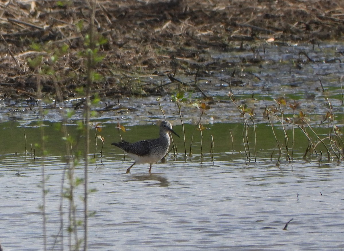 Lesser Yellowlegs - ML618207025