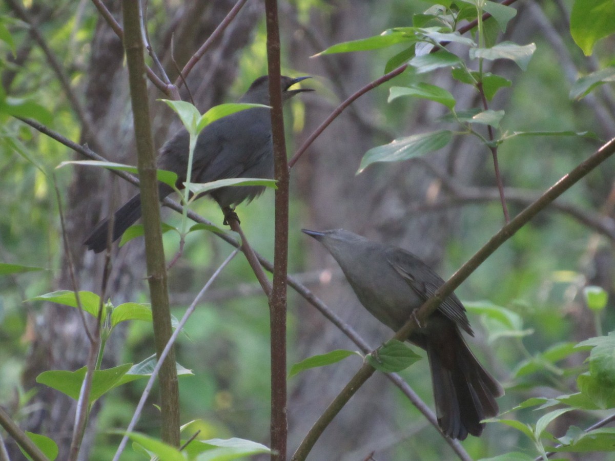 Gray Catbird - Caleb Bronsink