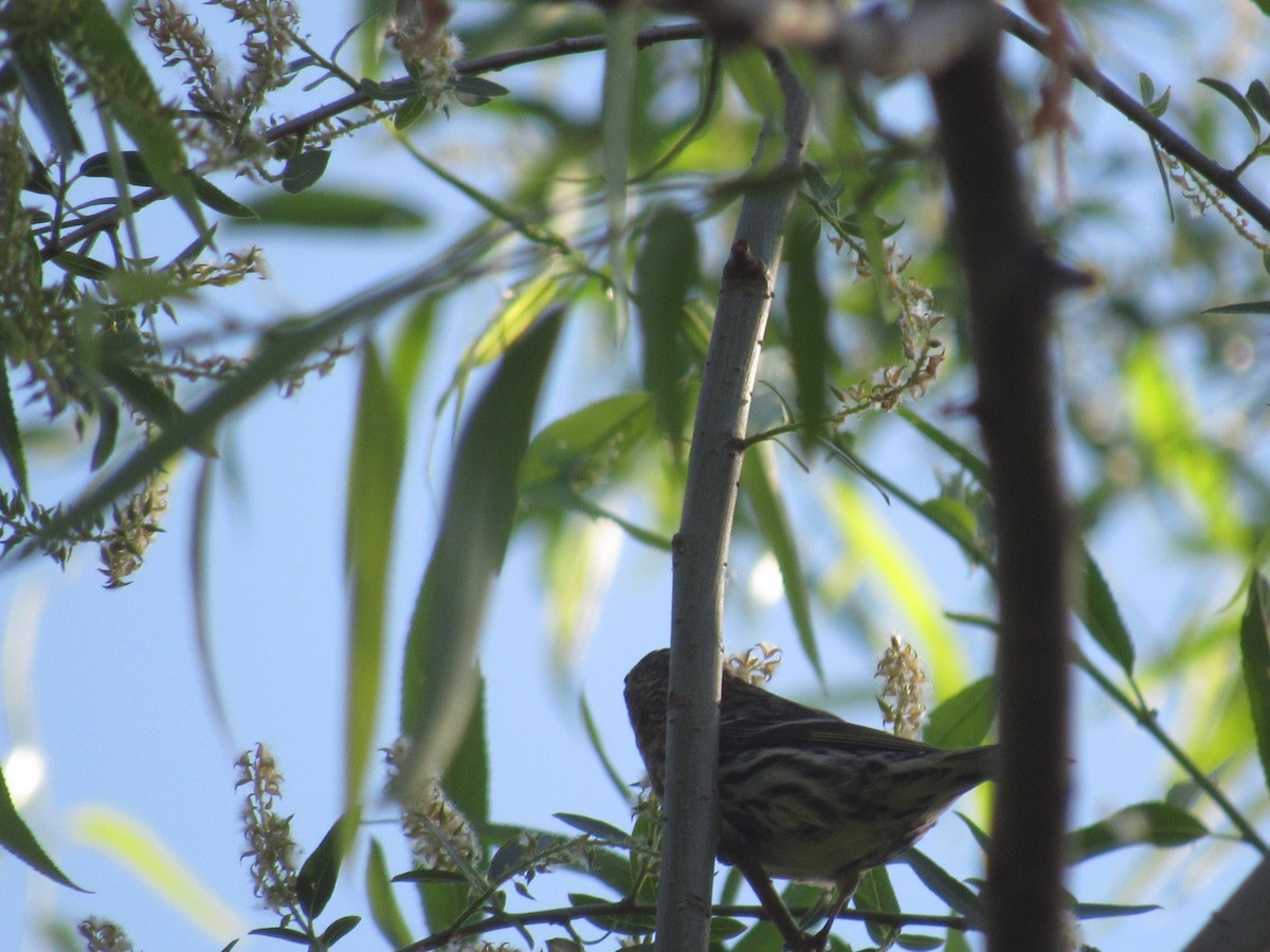 Pine Siskin - Caleb Bronsink