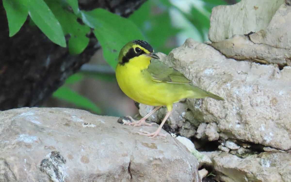 Kentucky Warbler - Merri R