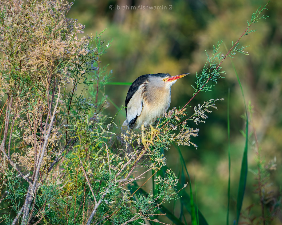 ヒメヨシゴイ - ML618207043