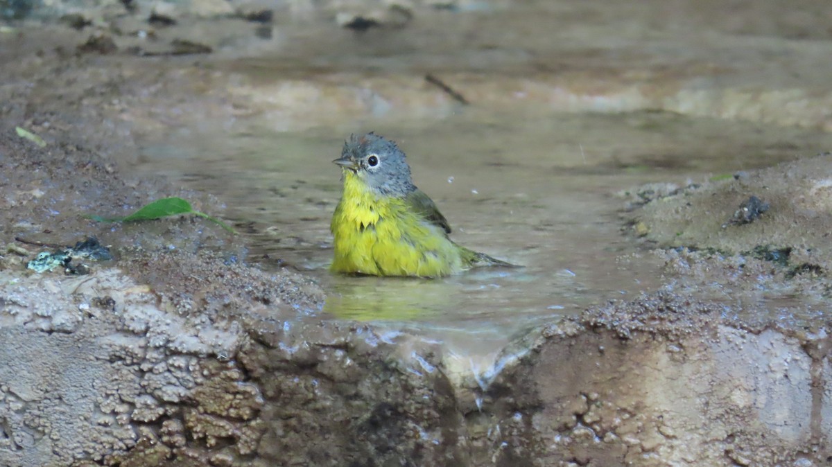 Nashville Warbler - Merri R