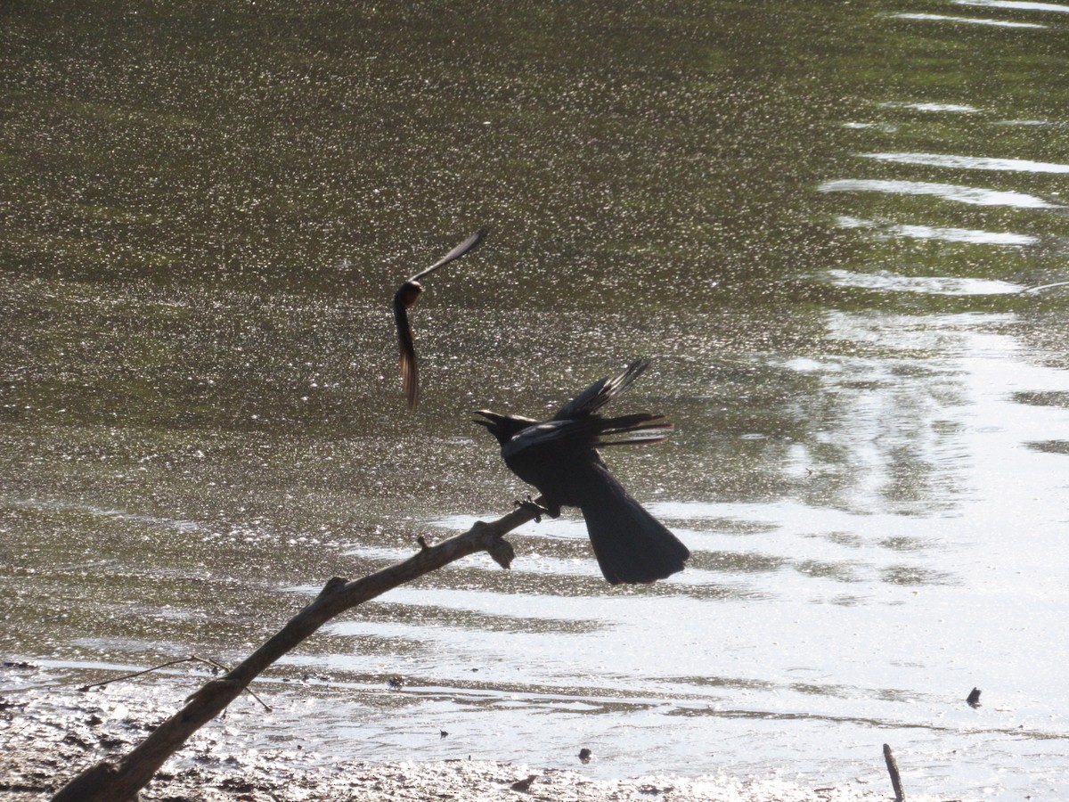 Fish Crow - ML618207078
