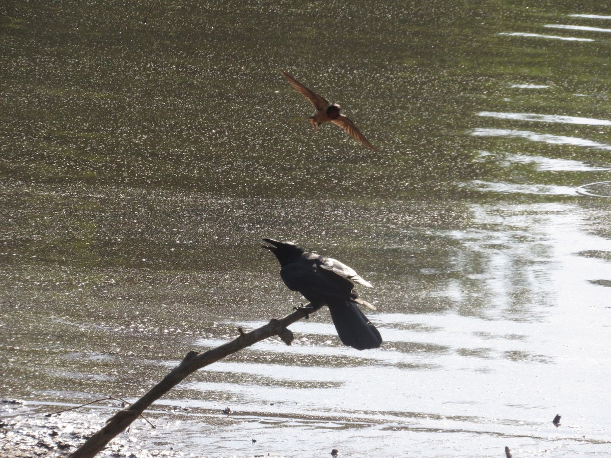 Fish Crow - ML618207079