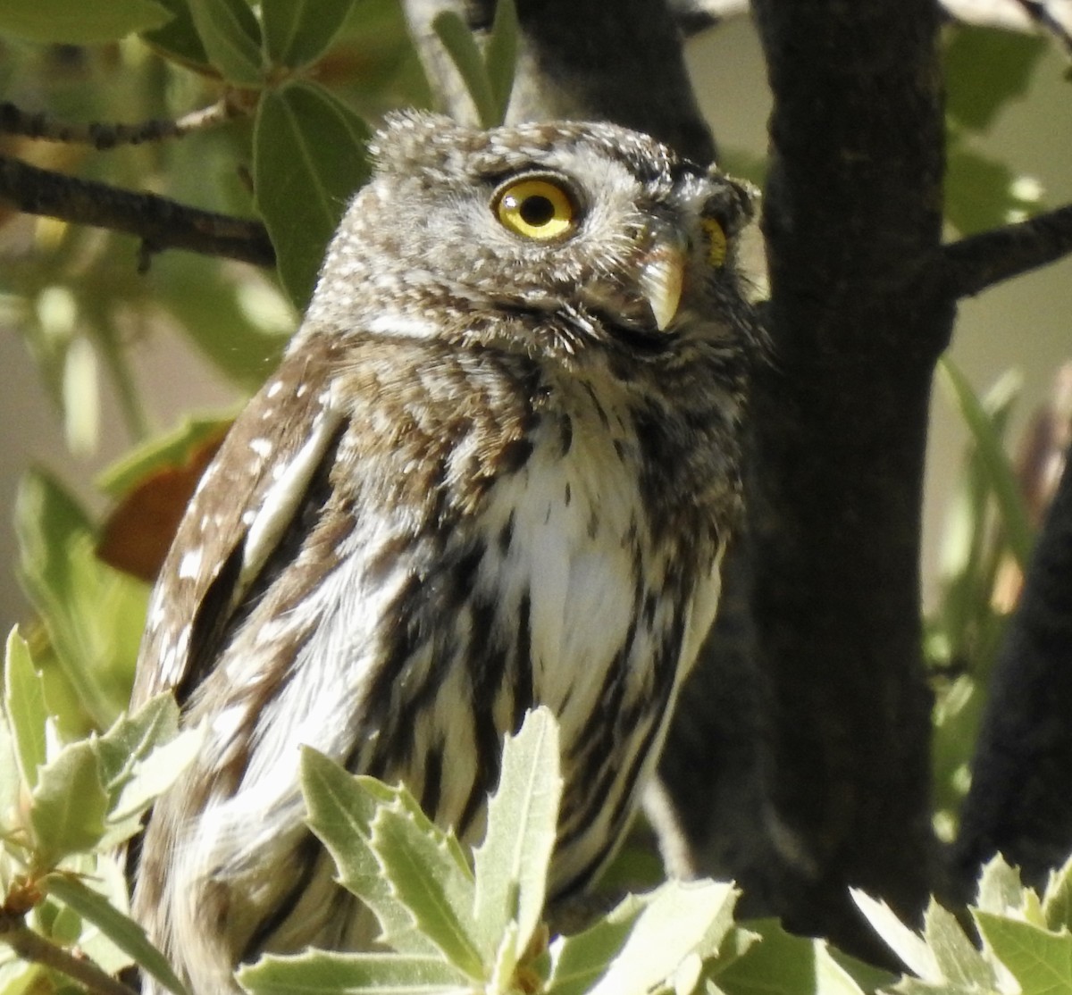 Northern Pygmy-Owl - Nan Dewire