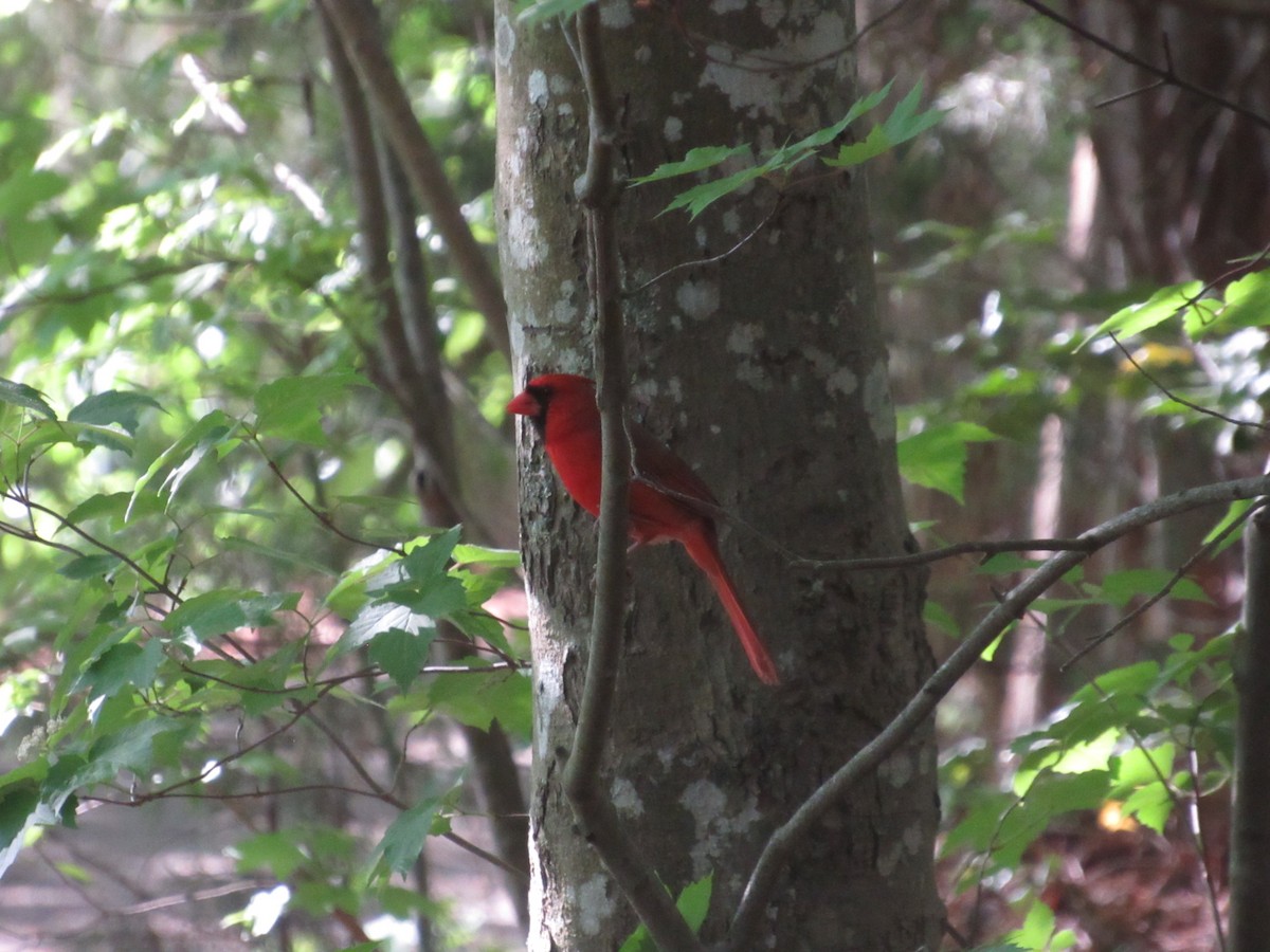 Northern Cardinal - Caleb Bronsink