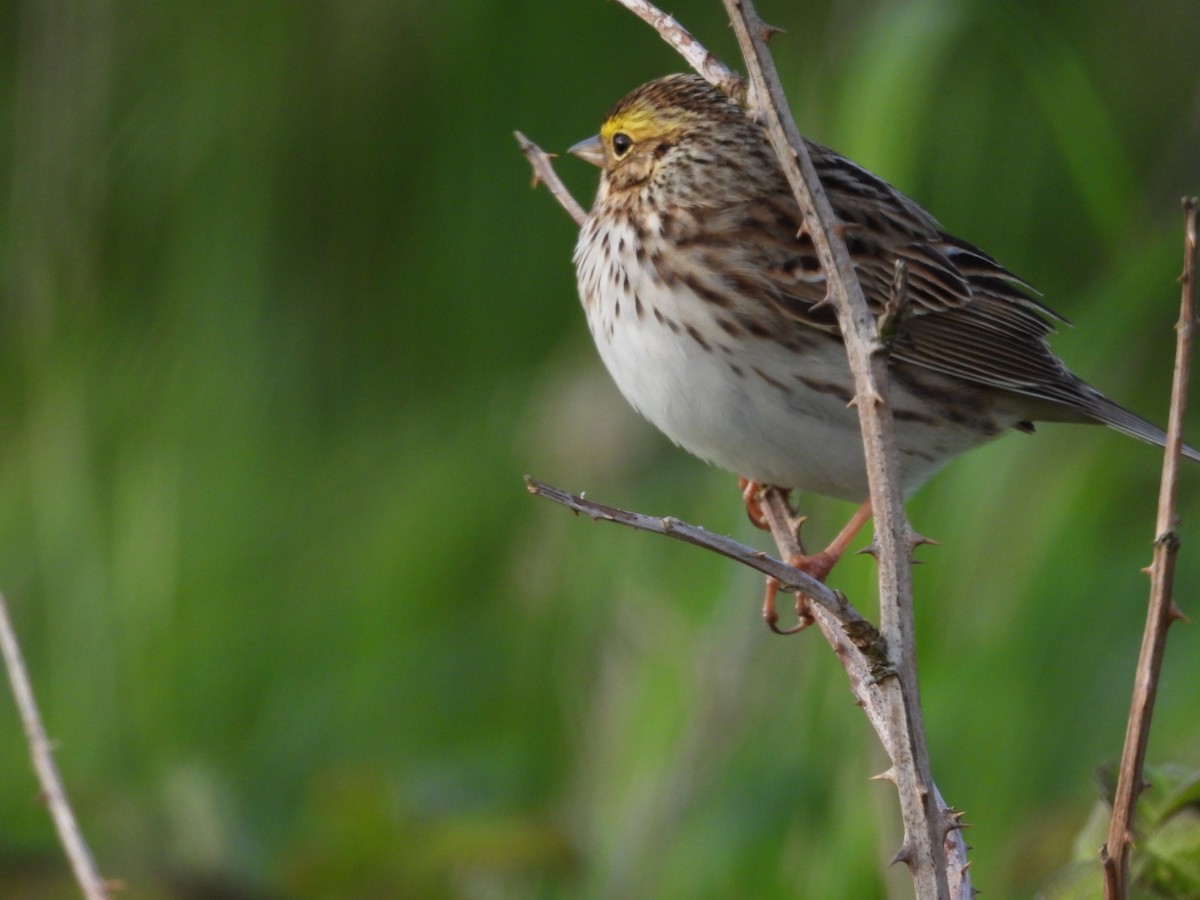 Savannah Sparrow - Samantha Hollo