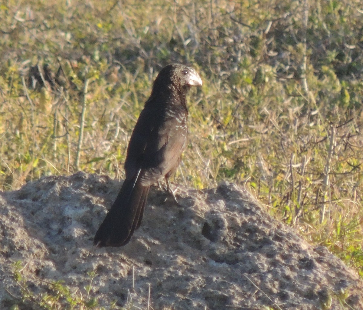 Smooth-billed Ani - Peter Bono