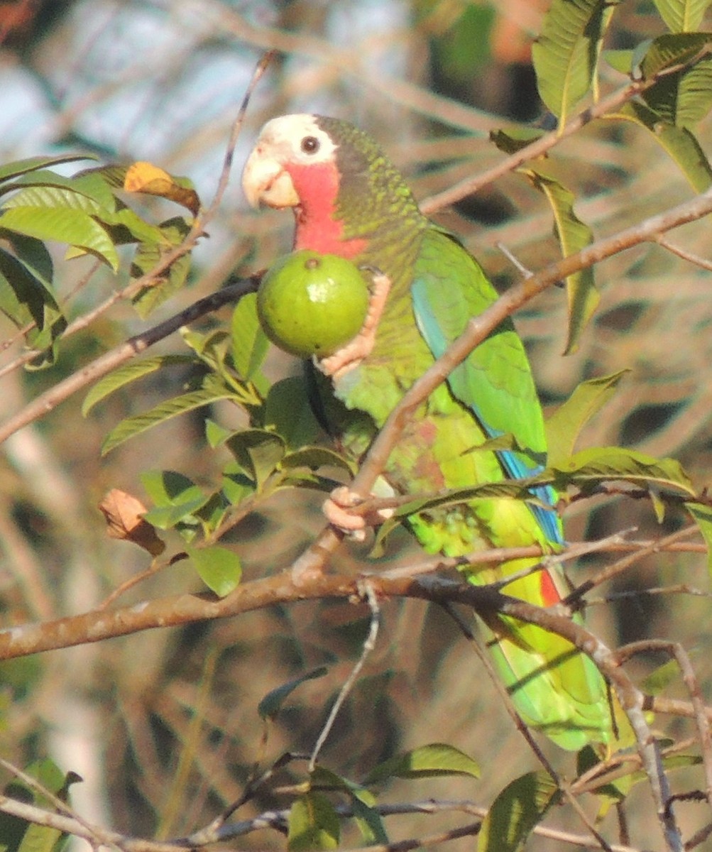 Cuban Parrot (Cuban) - Peter Bono