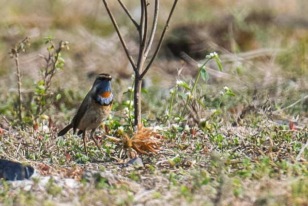 Bluethroat - ML618207128