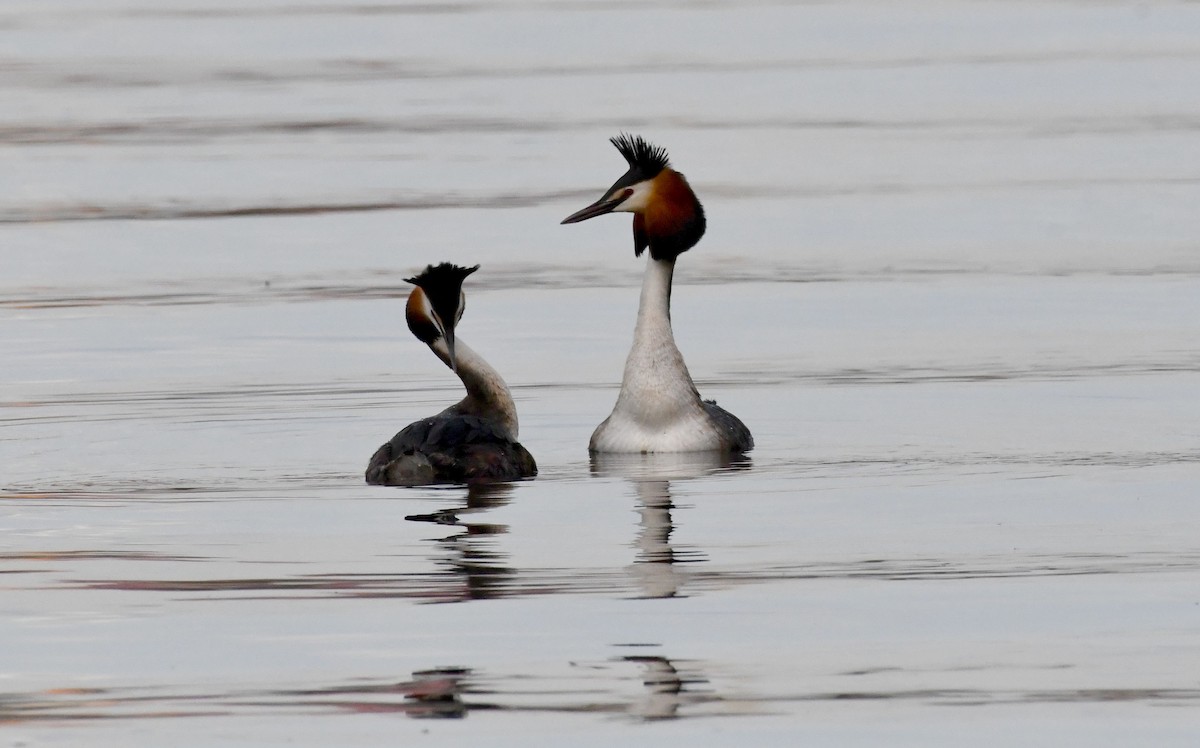 Great Crested Grebe - Oksana Suvorova