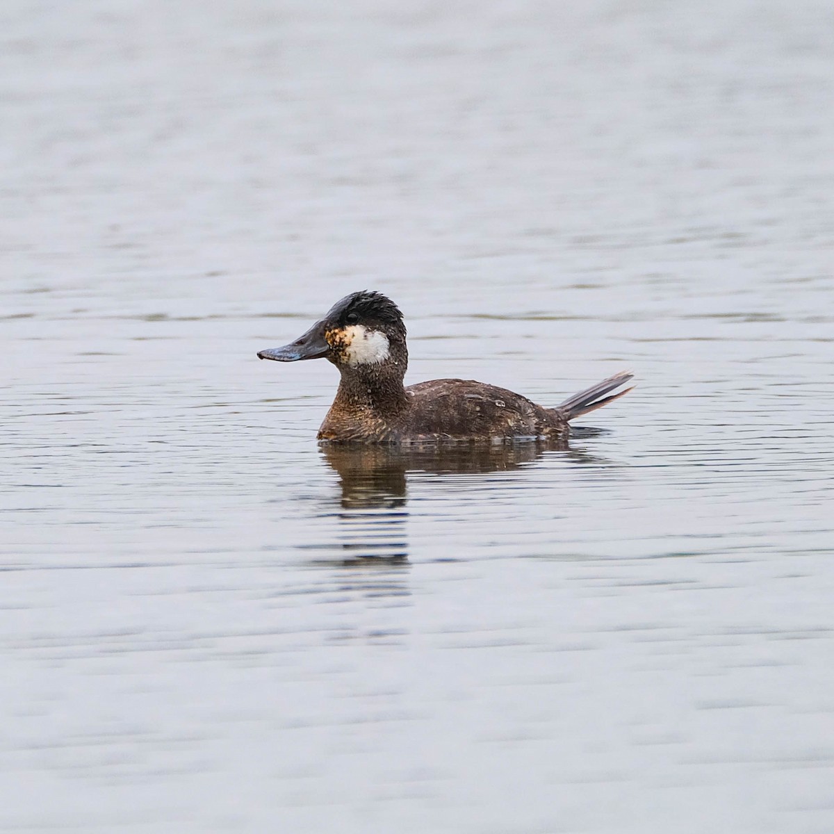 Ruddy Duck - ML618207143