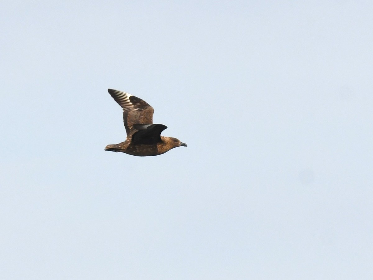 Brown Skua - Robert Anderson