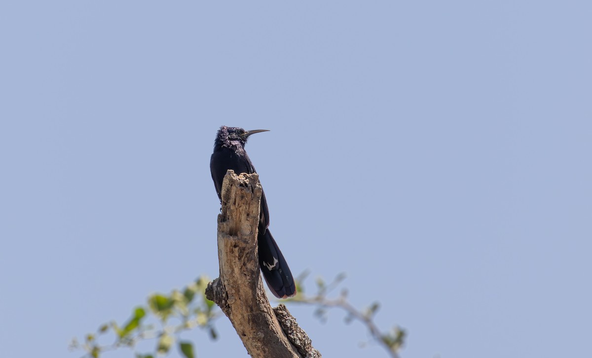 Black Scimitarbill - simon walkley