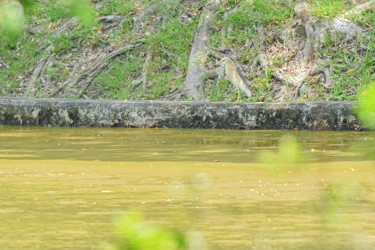 Indian Pond-Heron - Thitiphon Wongkalasin