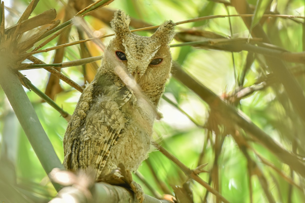 Collared Scops-Owl - Thitiphon Wongkalasin