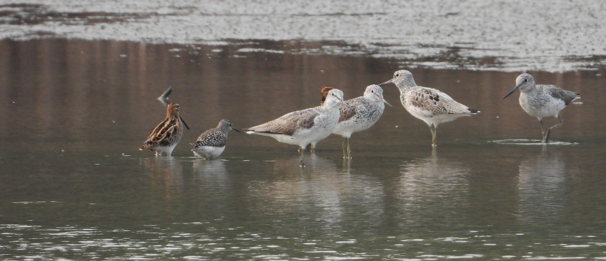 Common Greenshank - tina shangloo