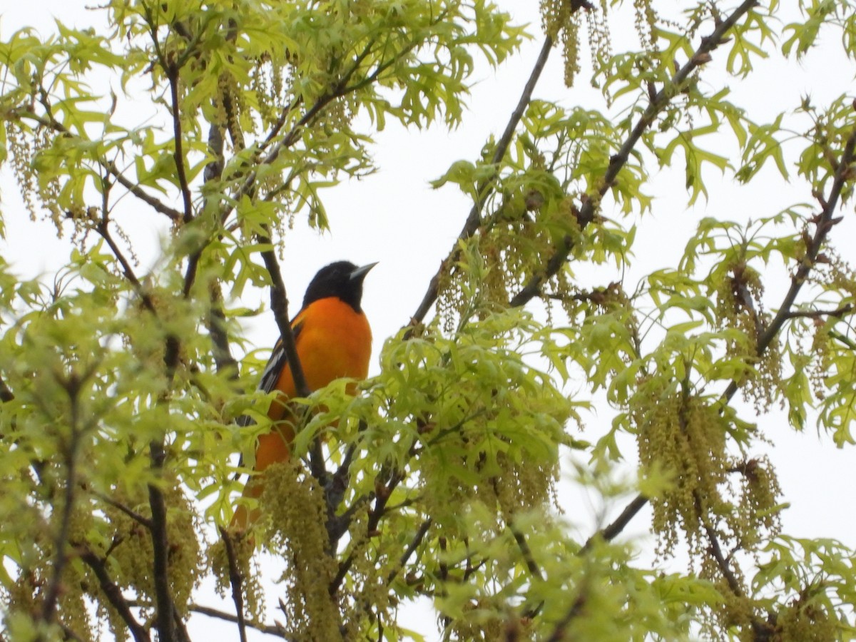 Baltimore Oriole - Ronnie DiLorenzo