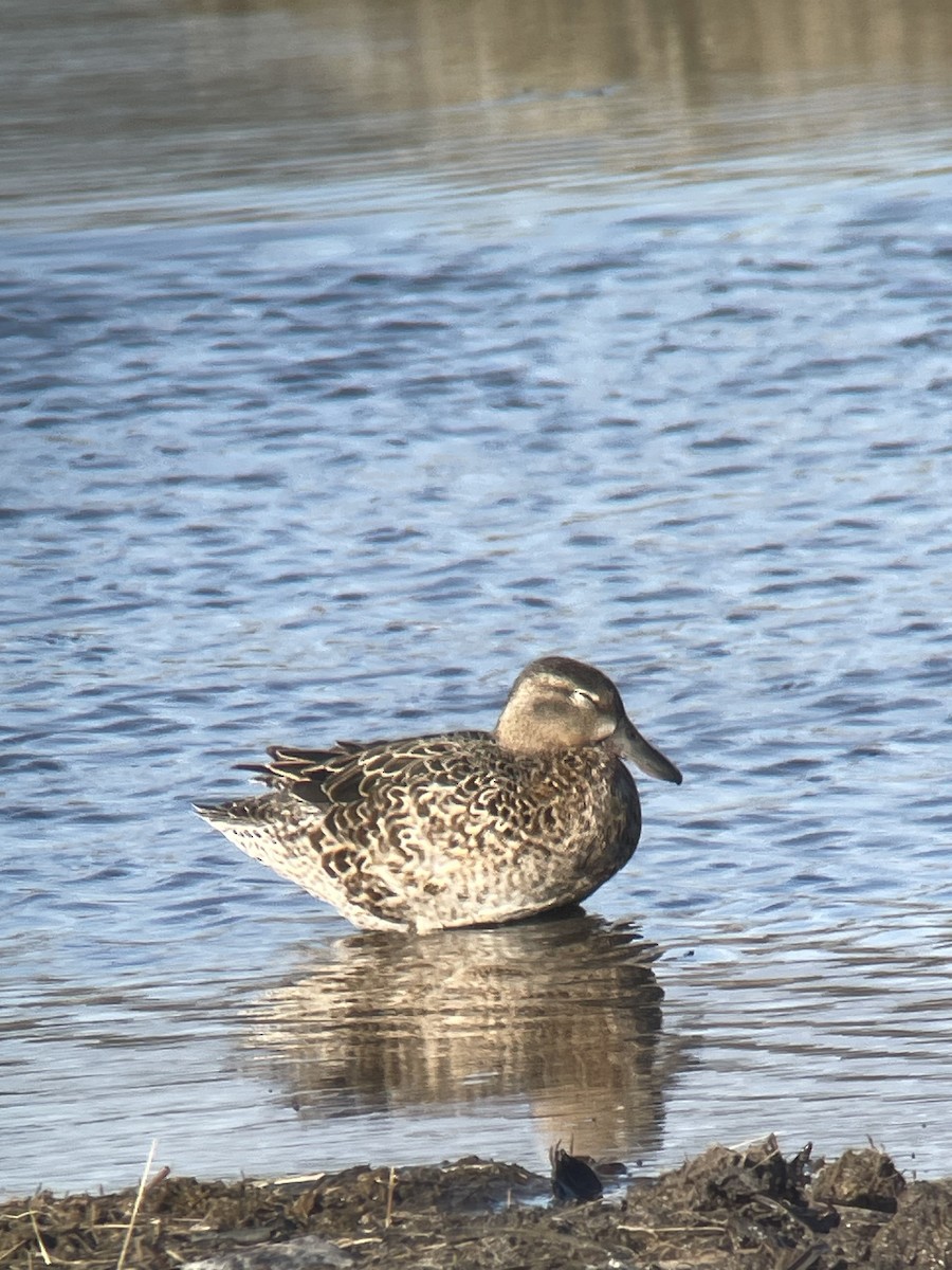 Blue-winged Teal - Magill Weber