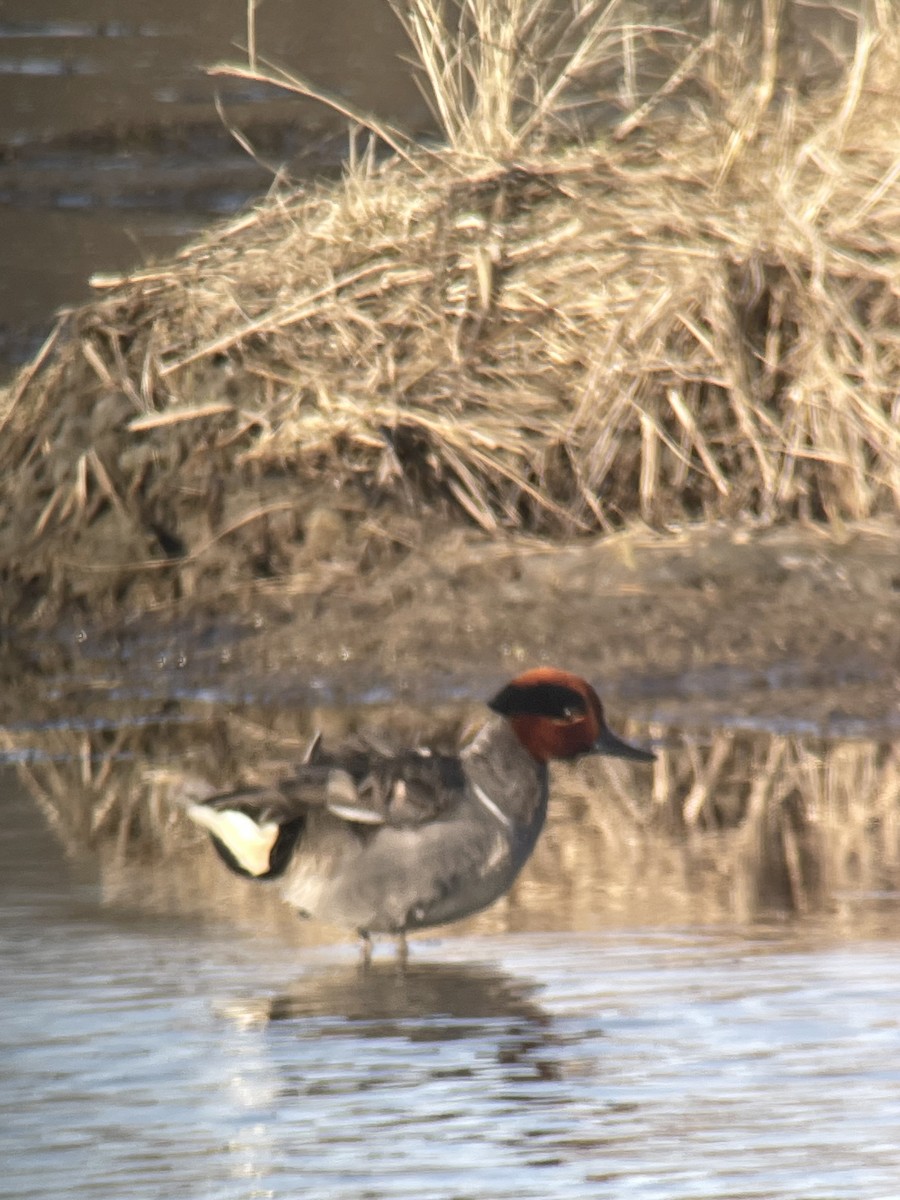 Green-winged Teal (American) - Magill Weber